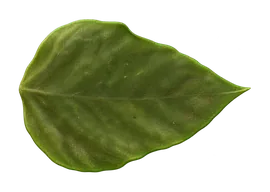 Streptocarpus terrible