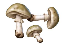 Amanita phalloides
