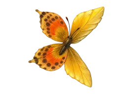 Mariposa disecada