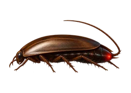 Cucaracha simpática