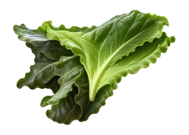 Lechuga