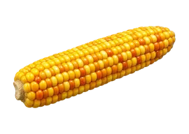 Maiz