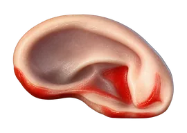 Oreja de crazy bat